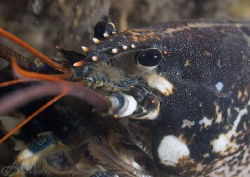 Common lobster. Menai Straits. D200, 60mm. by Derek Haslam 